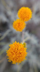 Thymophylla setifolia