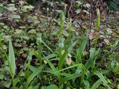 Pterostylis auriculata