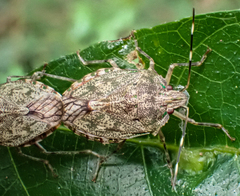 Bathrus variegatus
