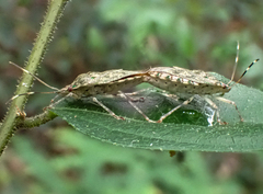 Bathrus variegatus
