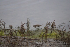Calidris alpina pacifica