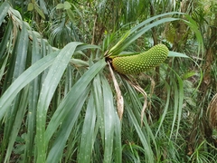 Freycinetia percostata