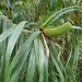 Freycinetia percostata - Photo (c) sworboys, some rights reserved (CC BY-NC), uploaded by sworboys