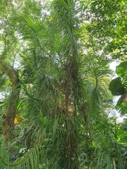 Freycinetia percostata