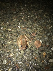 Rana draytonii