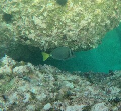 Prionurus laticlavius