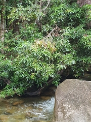 Xanthostemon formosus