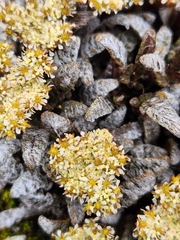 Anisotome lanuginosa