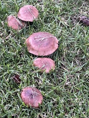 Tricholoma fracticum