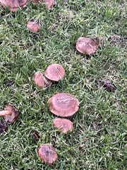 Tricholoma fracticum