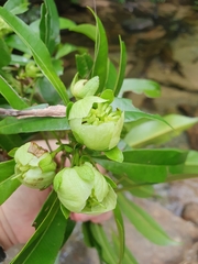 Xanthostemon formosus