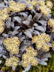 Anisotome lanuginosa