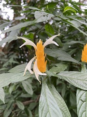 Pachystachys