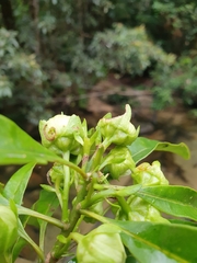 Xanthostemon formosus