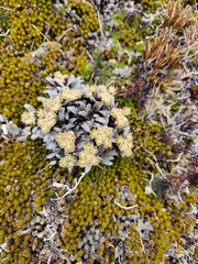 Anisotome lanuginosa