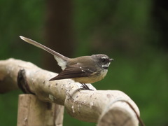 Rhipidura fuliginosa placabilis