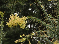 Acacia pravissima