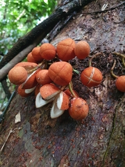 Dysoxylum parasiticum