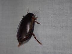 Onychohydrus scutellaris