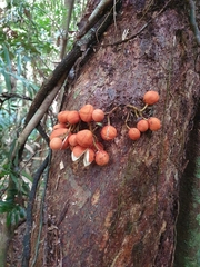 Dysoxylum parasiticum