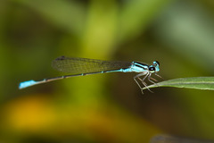 Acanthagrion quadratum