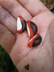 Dysoxylum parasiticum