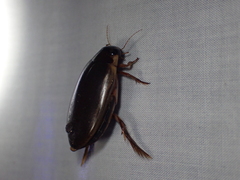 Onychohydrus scutellaris