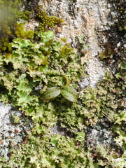 Drymoanthus flavus