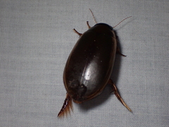 Onychohydrus scutellaris