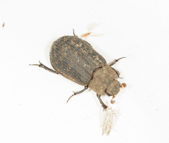 Trogidae