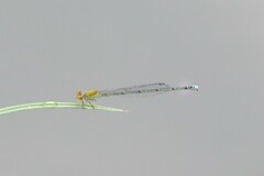 Pseudagrion rubriceps