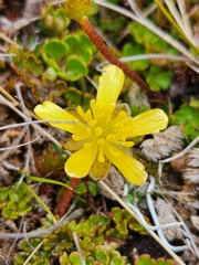Ranunculus gracilipes