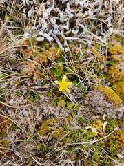 Ranunculus gracilipes