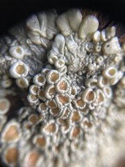 Physma