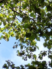 Brosimum alicastrum