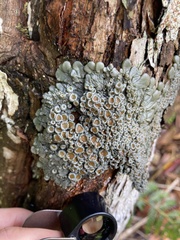 Physma