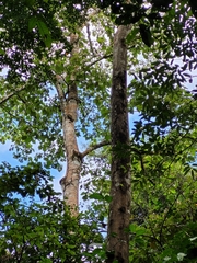 Brosimum alicastrum