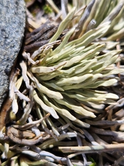 Celmisia sessiliflora