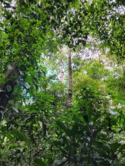 Brosimum alicastrum