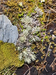 Celmisia sessiliflora
