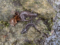 Ambystoma barbouri