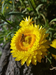 Taractrocera papyria