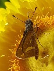 Taractrocera papyria