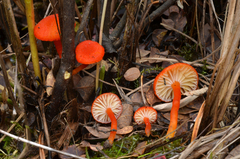 Hygrocybe substrangulata