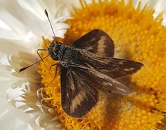 Taractrocera papyria