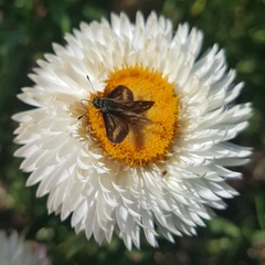 Taractrocera papyria