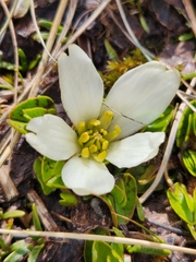 Caltha obtusa