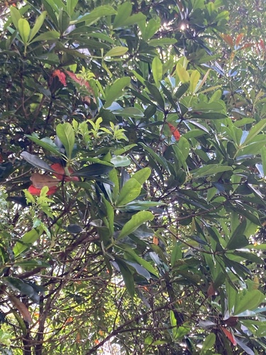 Metrosideros laurifolia, photograph 3