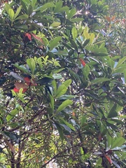 Metrosideros laurifolia