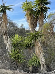 Yucca gigantea